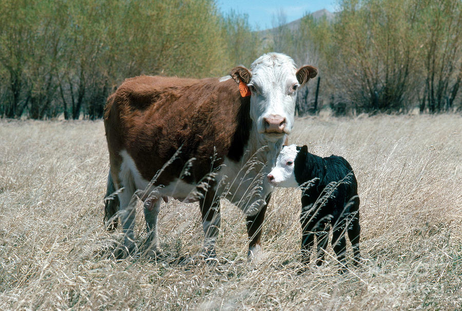 Farm Animals Photograph - Hereford Cow And Calf by Calvin Larsen
