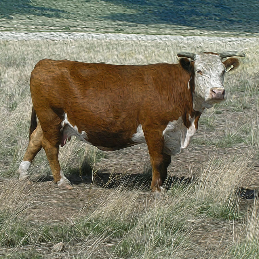 Hereford Cow by David W Schafer Hereford Cow by David W Schafer