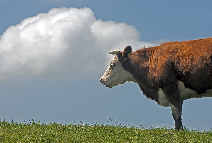 Hereford cow Photograph by Dennis Cox