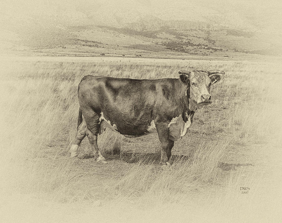 Hereford Matriarch by David W Schafer Hereford Matriarch by David W Schafer