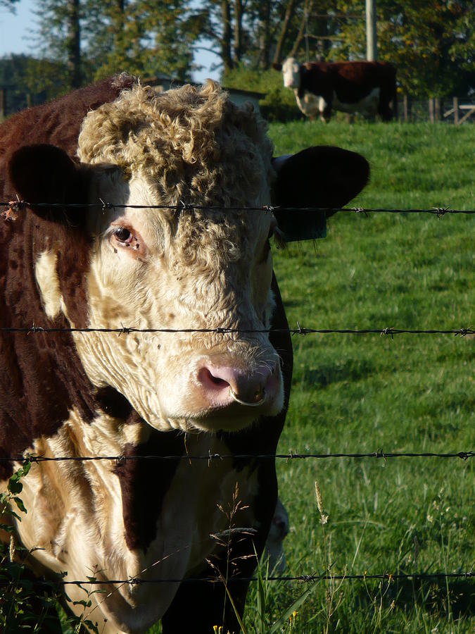 Cow Photograph - Hereford  by Nicki Bennett