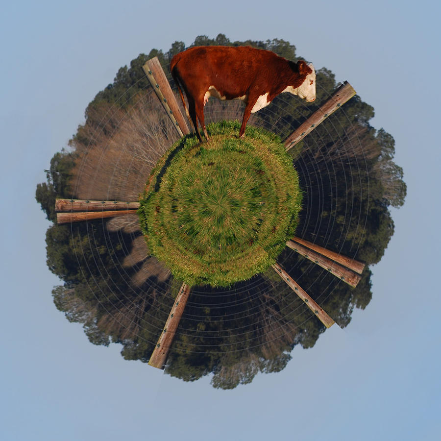 Hereford On Top Of The Pasture Wee Planet Photograph by Paulette B Wright