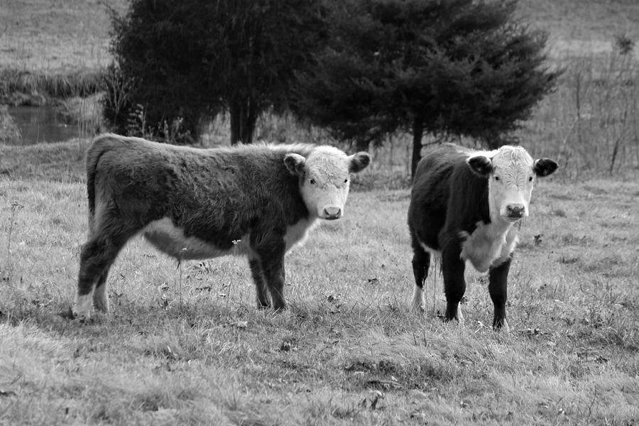 Hereford Portrait V in Black and White Photograph by Suzanne Gaff