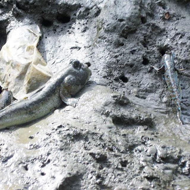 Fish Photograph - Heres A Mudskipper Up Close. The by Rebecca Holland