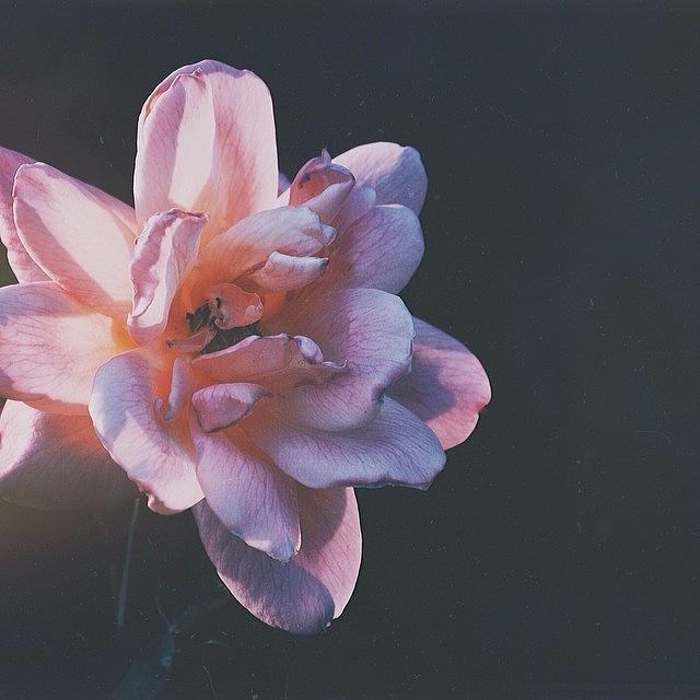 Flower Photograph - Backlit Beauty by Kelsey David