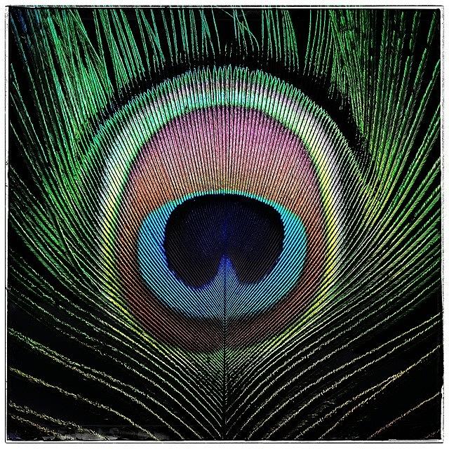 Peacock Photograph - Another Treasure by Sean Wray