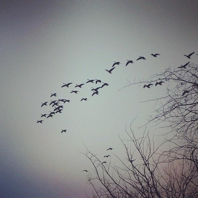 Geese Photograph - Flying Geese by Laura Doty