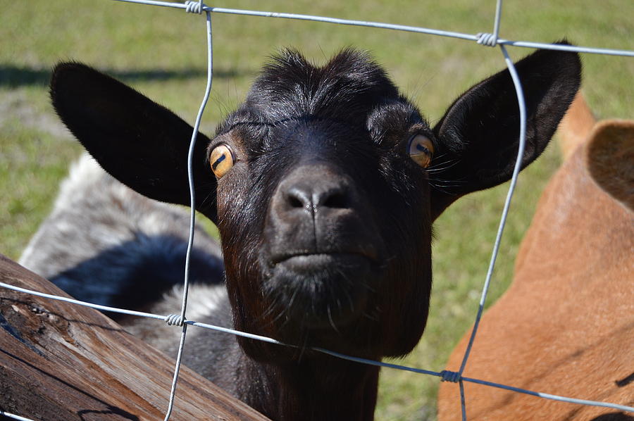 Goat Photograph - Heres looking at you kid by Doug Grey
