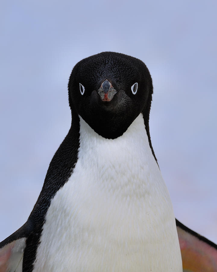 Penguin Photograph - Heres Looking At You Kid by Tony Beck
