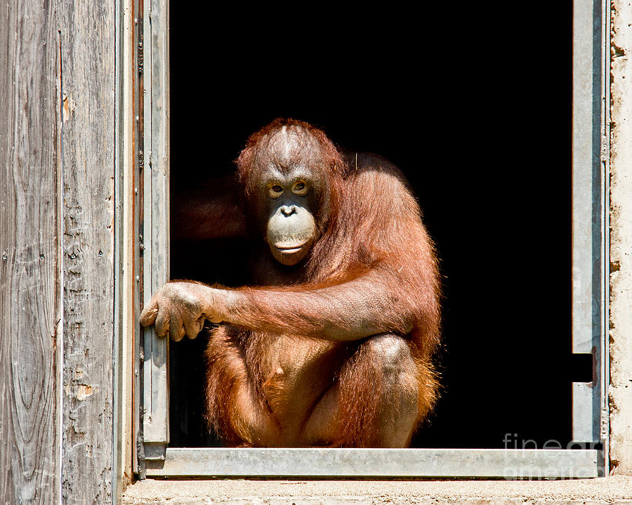 Orangutan Photograph - Heres Looking At You by Tom Gari Gallery-Three-Photography