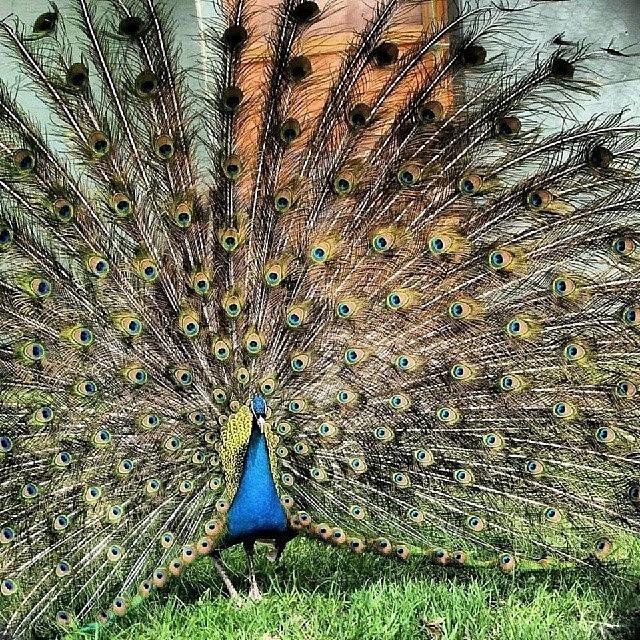 Peacock Photograph - Heres Some #color For You In This by Michelle Behnken