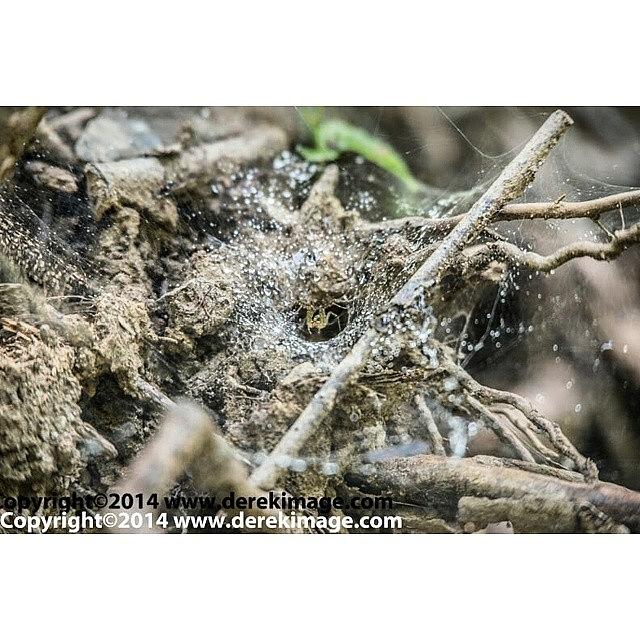 Spider Photograph - Heres The Original! by Derek Kouyoumjian