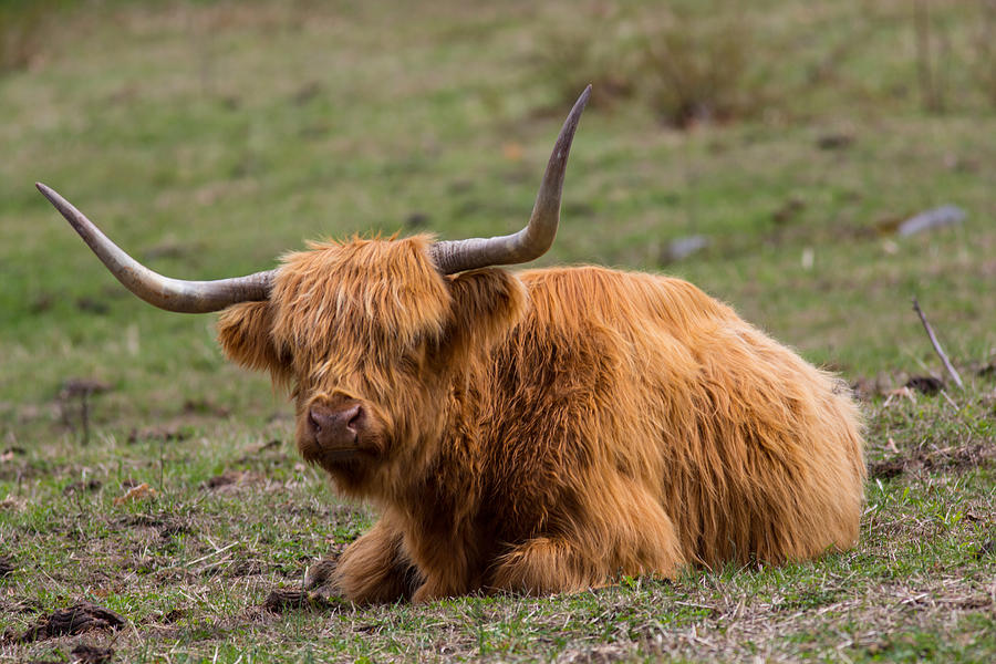 Highland Cattle Bull Photograph by Allan Morrison