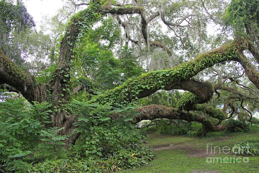 Nature Photograph - Heritage Oak  by Dodie Ulery