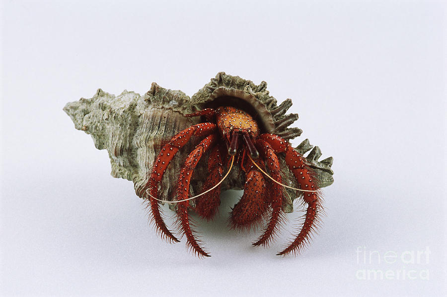 Hermit Crab Photograph by Barbara Strnadova