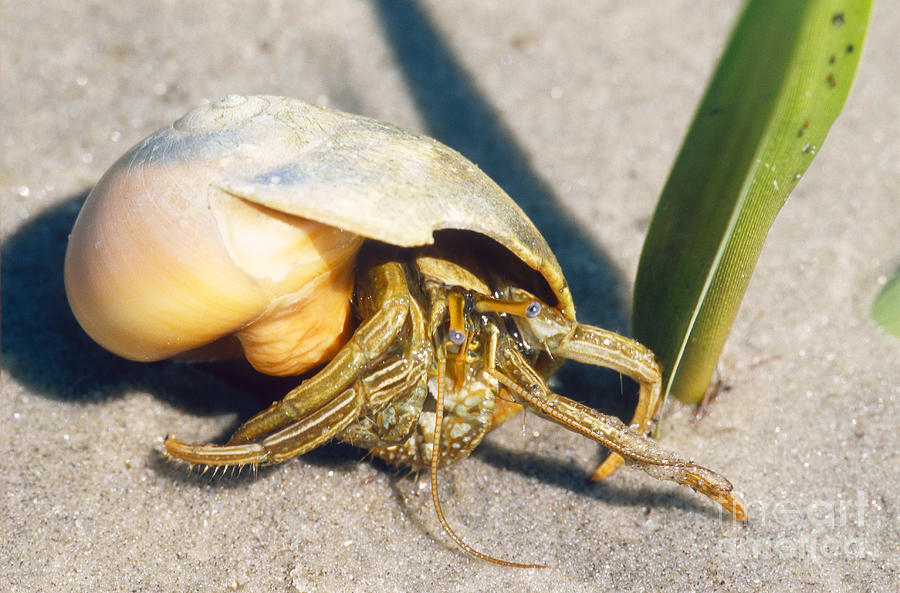 Hermit Crab Clibanarius Vittatus Photograph by Millard H. Sharp