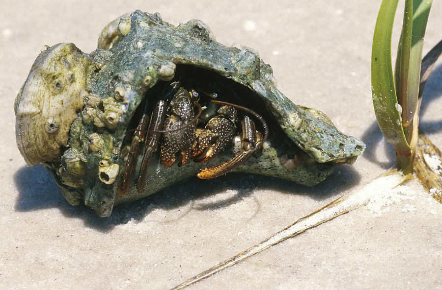 Hermit Crab, Florida Photograph by Millard H. Sharp