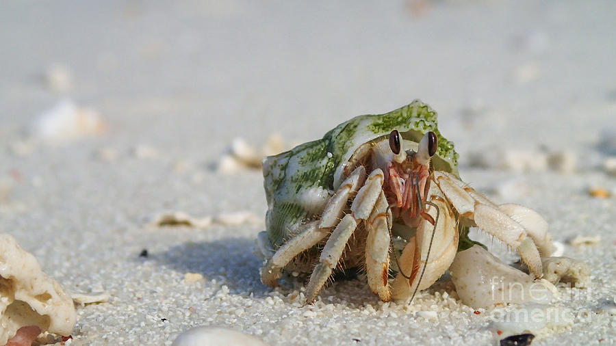 Hermit Crab Photograph by Hannes Cmarits