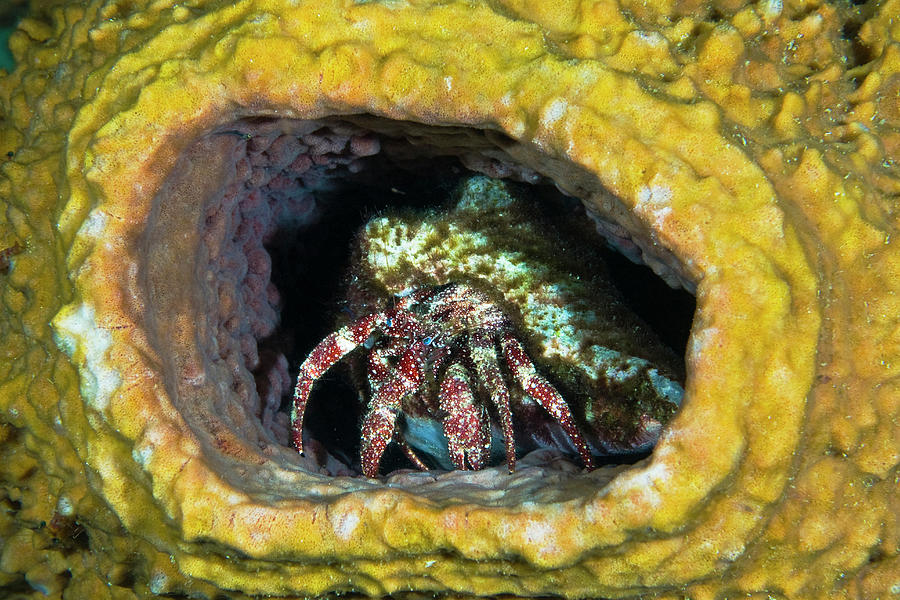 Hermit Crab In Yellow Vase Sponge, St Photograph by Turner Forte - Pixels