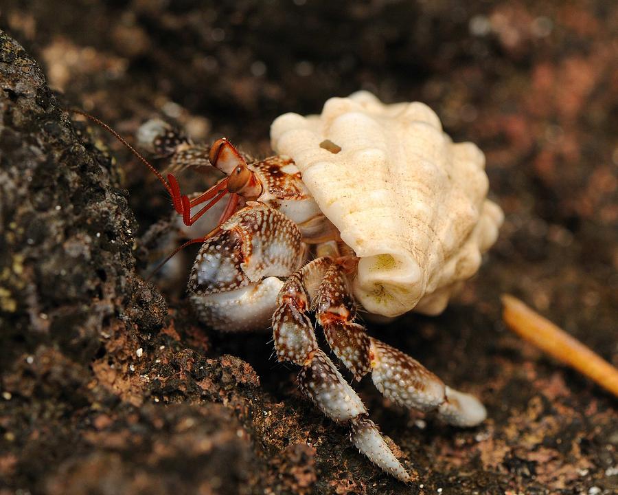 Hermit Crab Photograph by Jim Southwell | Fine Art America