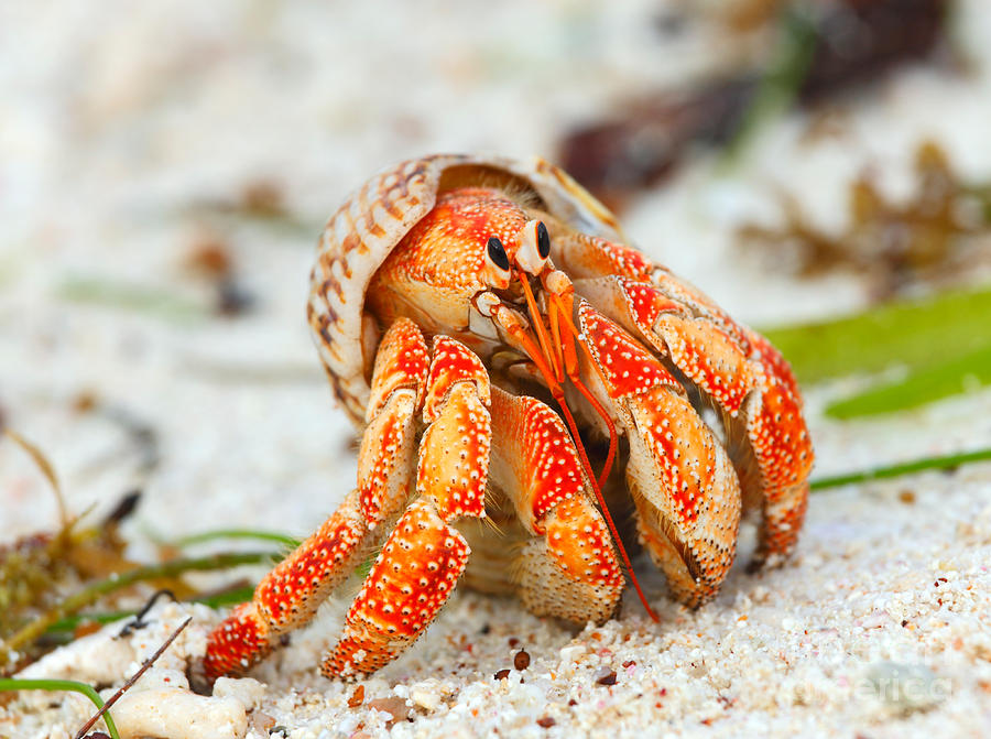 Hermit crab Photograph by Nino Marcutti - Fine Art America