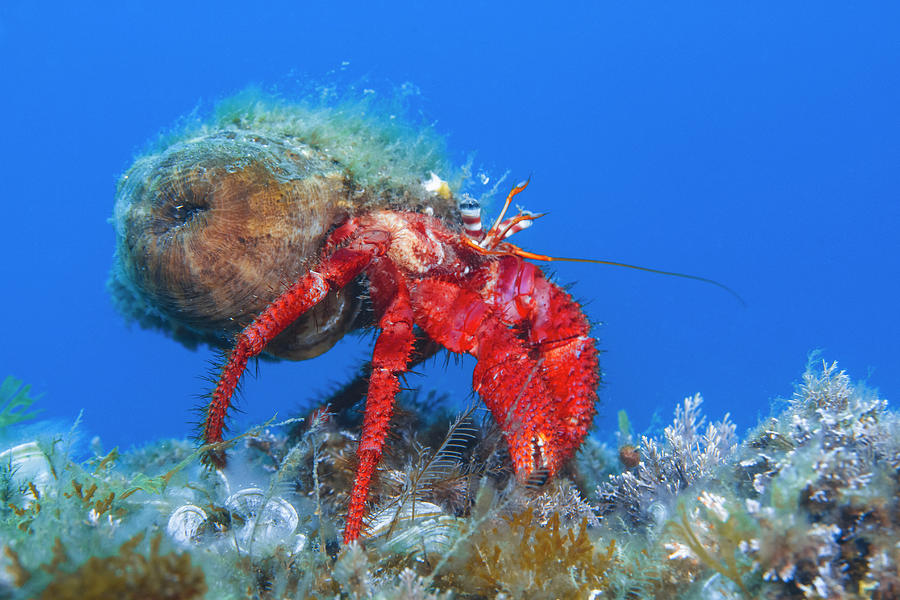 Hermit Crab Photograph by Raimundo Fernandez Diez