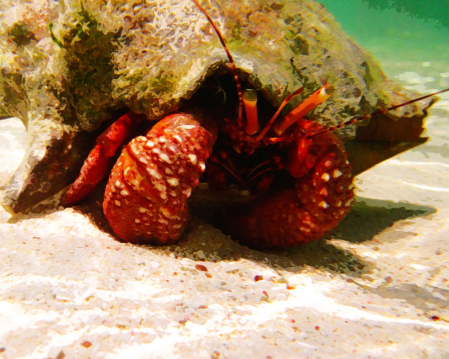 Hermit Crab Photograph