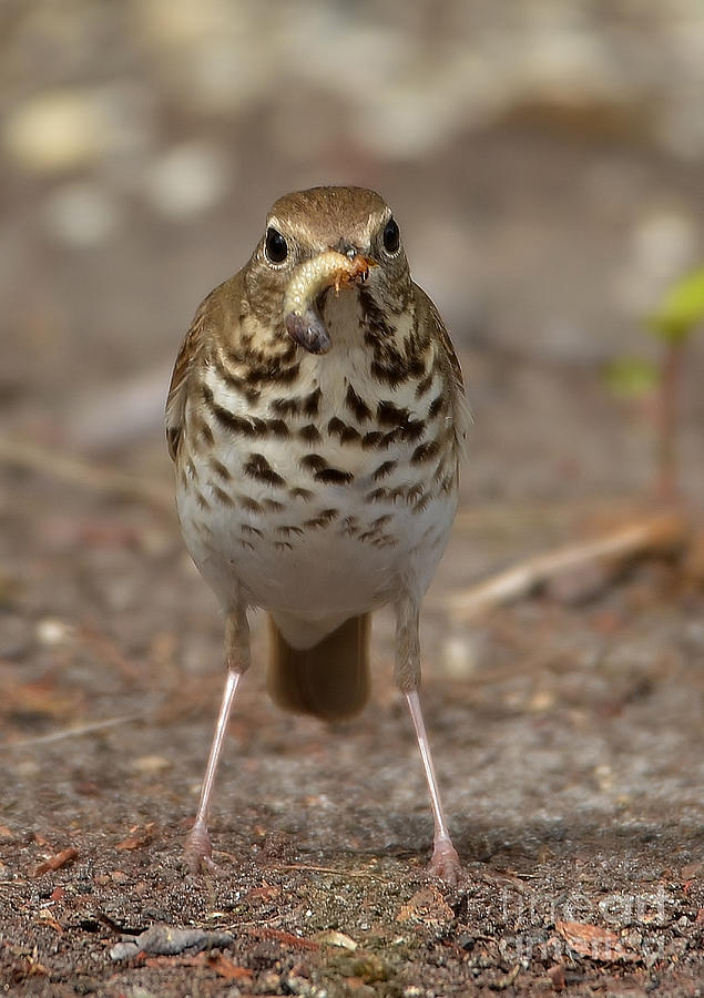 Wildlife Photograph - Hermit Thrush And The Grub by Kathy Baccari