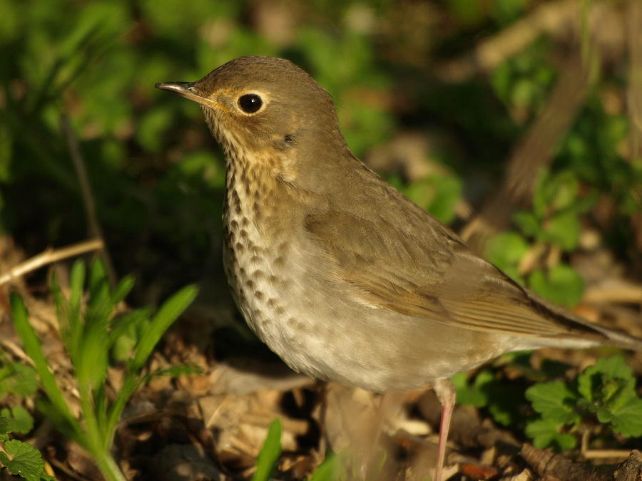 Hermit Thrush Photograph by James Peterson