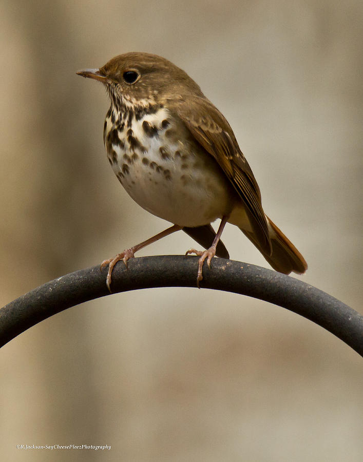 Hermit Thrush Photograph by Robert L Jackson