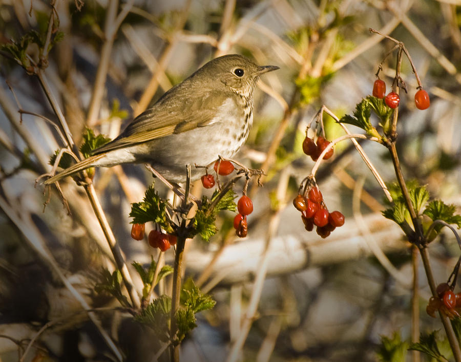Hermit Thrush with Berries Photograph by Janis Knight