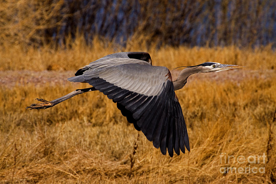 Heron  #5811 Photograph by J L Woody Wooden