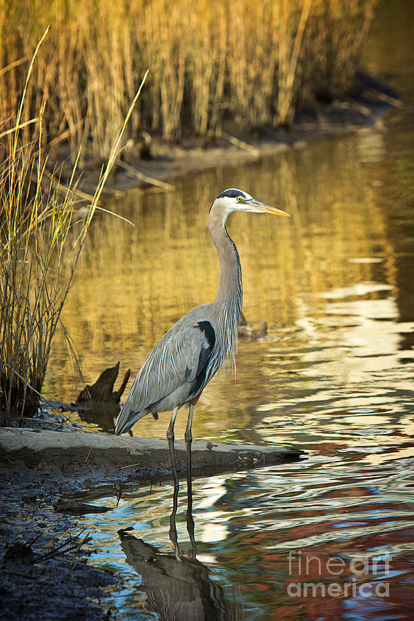 Heron Photograph - Heron along the Bayou at Sunset by Joan McCool