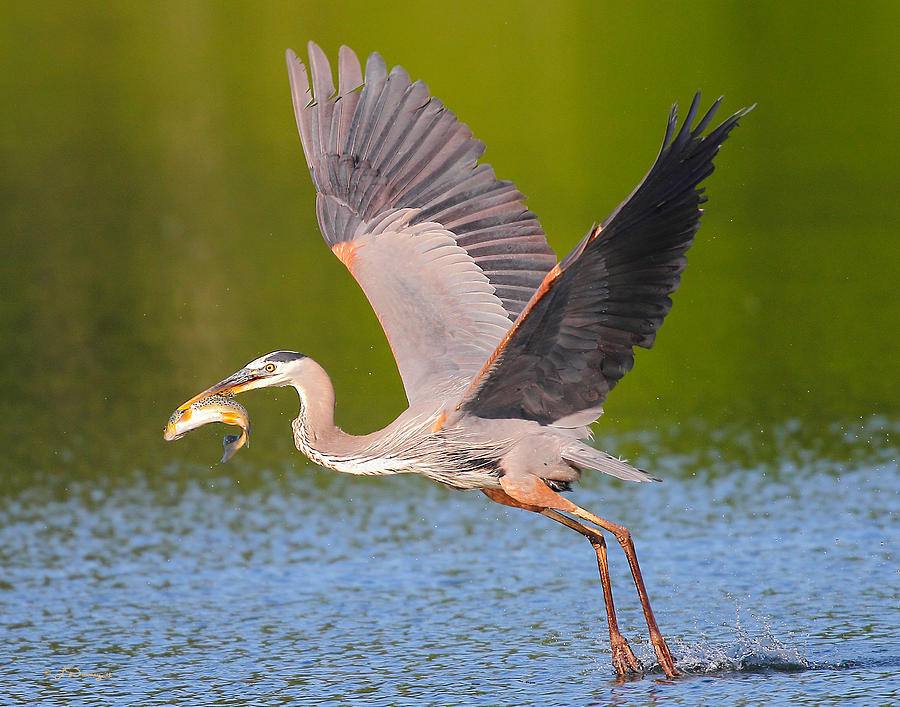 Heron And Brown Photograph by Larry Downey