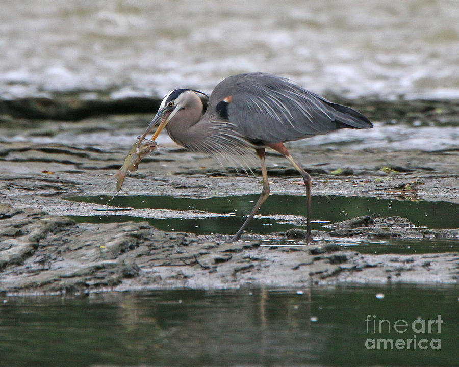 Heron and Catfish 9206 Photograph by Jack Schultz