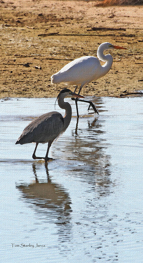 Heron And Egret Fishing Photograph by Tom Janca