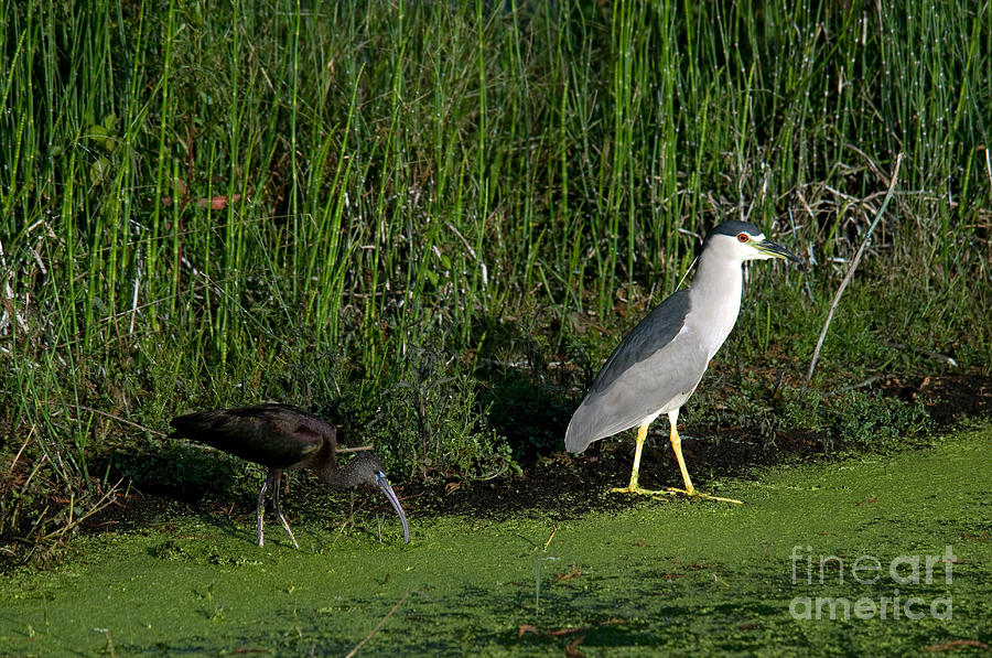 Wildlife Photograph - Heron And Ibis by Mark Newman