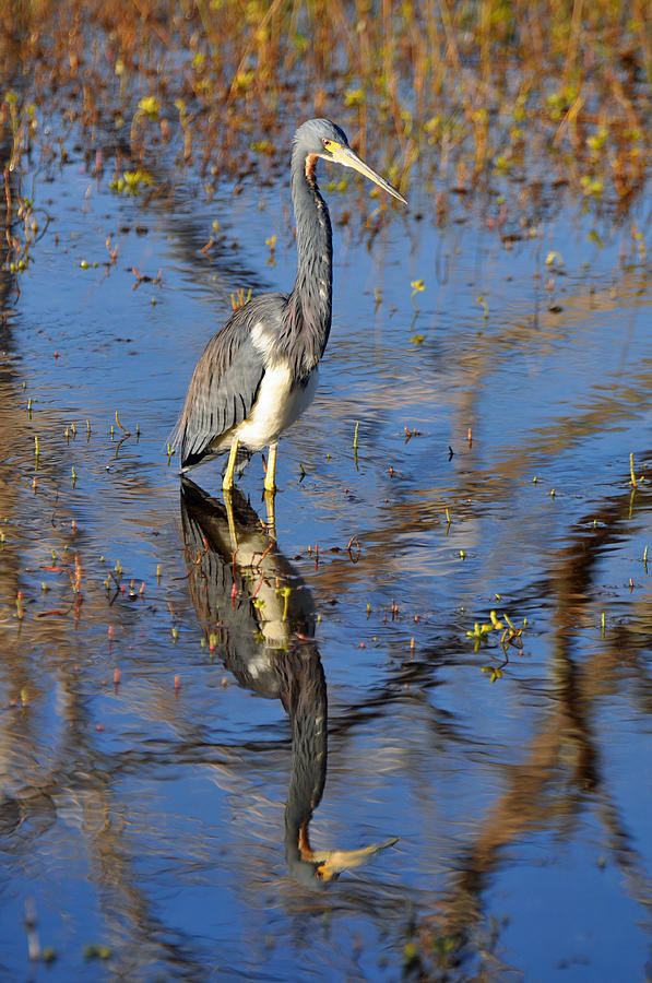 Heron and Reflection in Jekyll Islands Marsh Photograph by Bruce Gourley