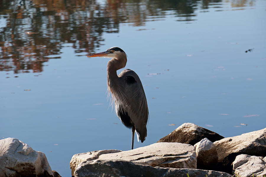 Heron and Reflections Photograph by Mary Haber