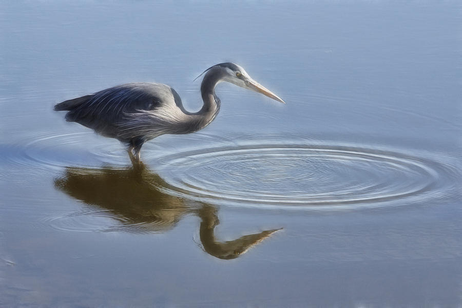 Heron And Ripples Photograph by Wes and Dotty Weber
