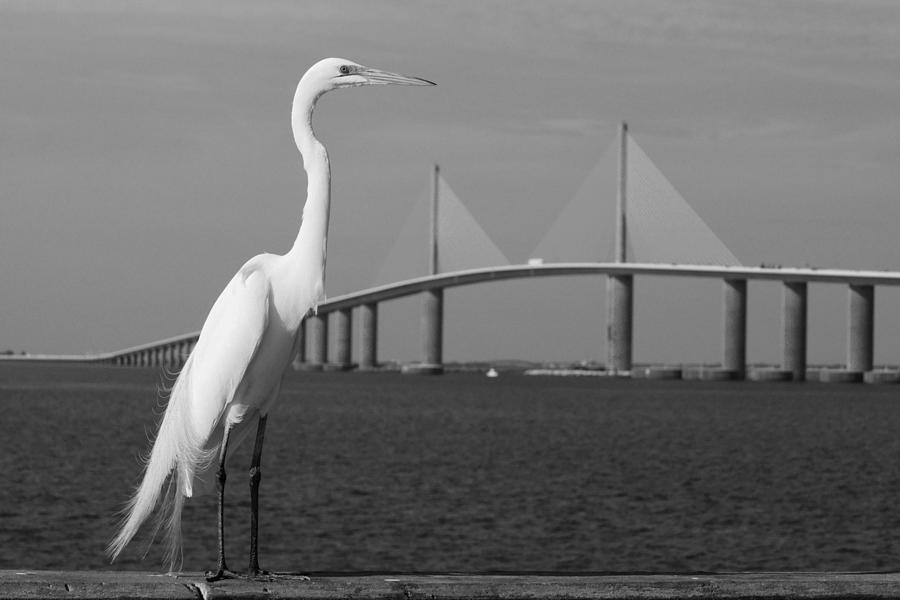Heron and Skyway Photograph by Daniel Woodrum