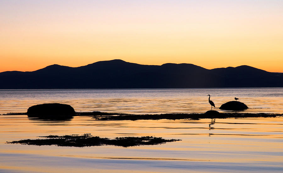 Heron and the St. Lawrence. La Pocatiere. Quebec Photograph by Rob Huntley