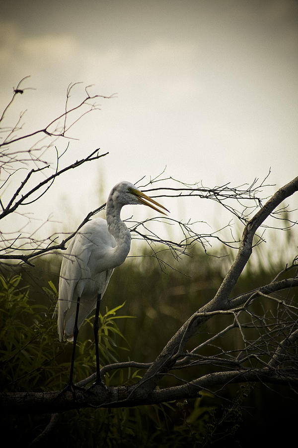 Egret Photograph - Heron At Dusk by Bradley R Youngberg