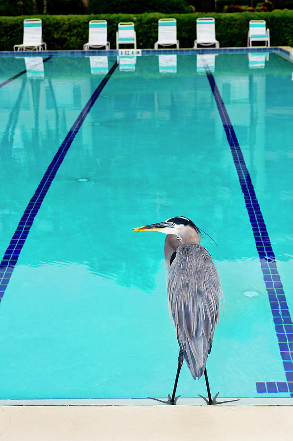 Heron At Pool Photograph by Thomas Winz
