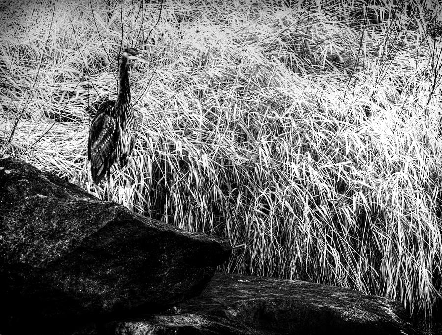 Heron at Smith Rock Oregon Photograph by Coby Cooper