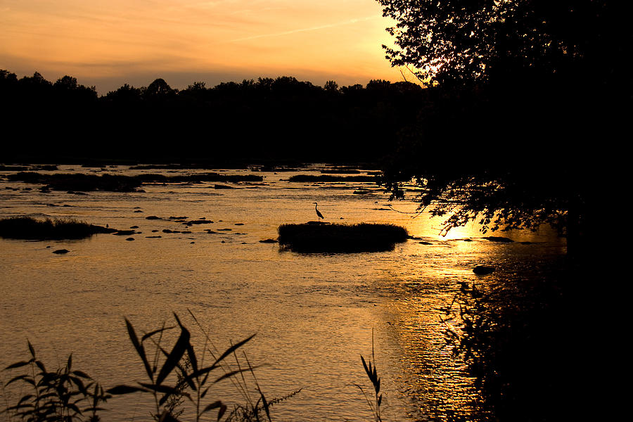 Heron at sunset Photograph by Andy Lawless