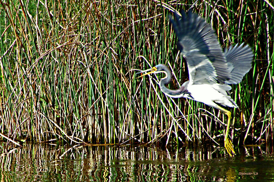 Heron at work Photograph by T Guy Spencer
