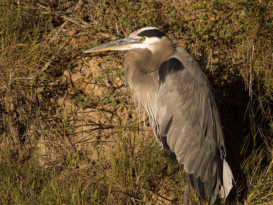 Heron Basking in the morning sun Photograph by Jean Noren