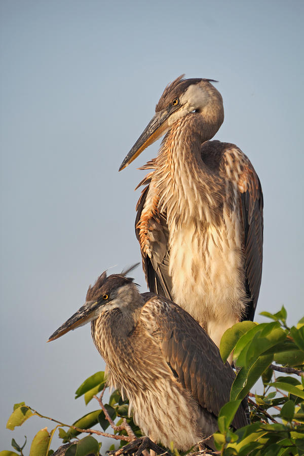 Heron Chicks at Sunset Photograph by Theo O Connor