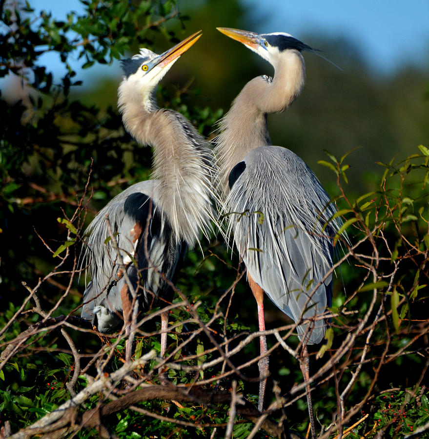 Heron Courtship Photograph by Jeffrey Hamilton - Fine Art America